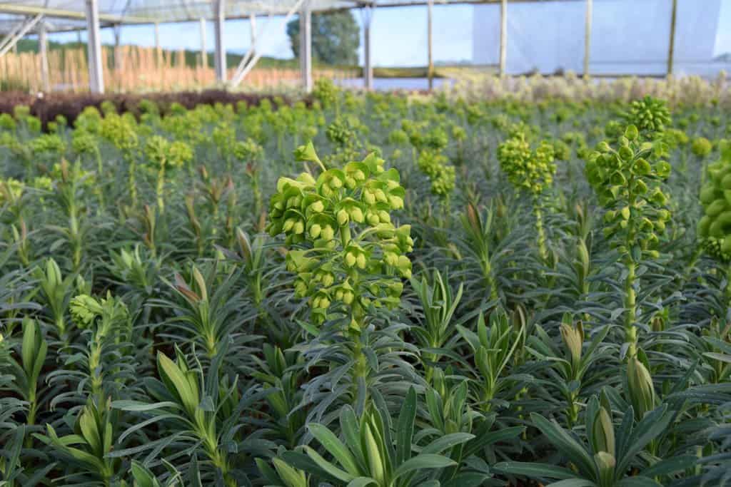 Euphorbia characias ssp. wulfenii ---
